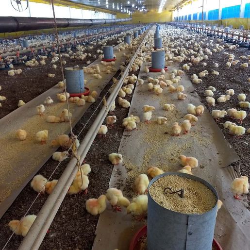 Em meio à pandemia, produtores aproveitam bom momento da avicultura e planejam novos investimentos