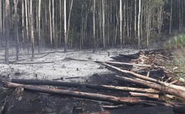 Fogo consome um hectare de reflorestamento em Itapiranga  