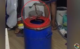 VÍDEO: Serpente mais venenosa do Brasil é capturada em SMOeste