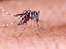 SMO terá palestras em escolas e empresas sobre os cuidados com a dengue