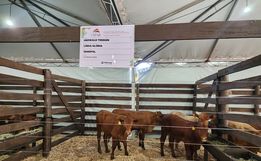 Parque de exposições começa receber animais para 11ª Efrait