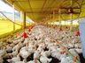 Avicultores manifestam insatisfação com reajuste de agroindústria