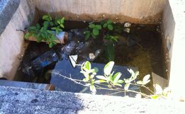 Estado catarinense registra 2,2 mil casos de dengue em 2020