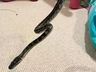 Criança acorda com mordida de cobra que estava enrolada no corpo e leva susto