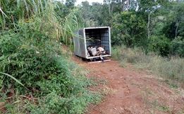 Polícia encontra 21 motores escondidos em baú de caminhão em Descanso