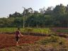 Zootecnista inicia projeto de agroflorestal em Itapiranga 