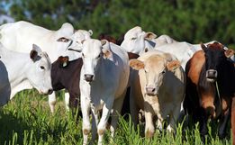 Epagri realiza capacitações para criadores de gado de corte em São João do Oeste