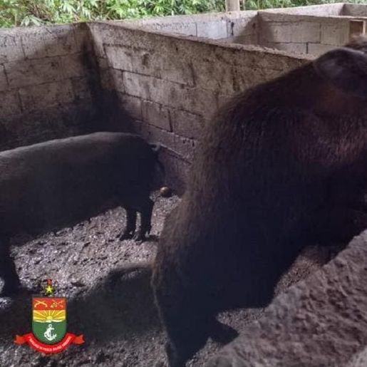 Criação ilegal de Javaporcos é descoberta no Norte do Estado