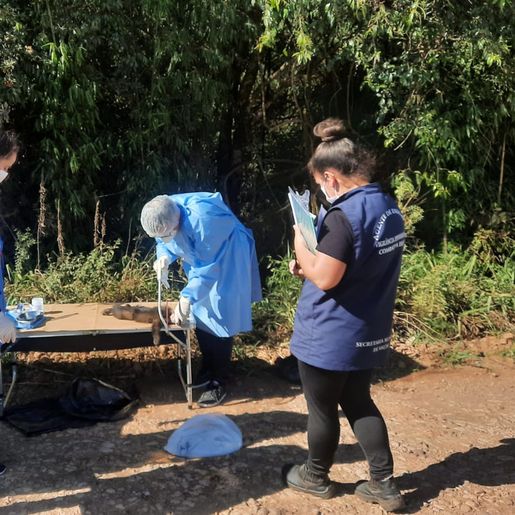 Macaco é encontrado morto; suspeita de febre amarela é investigada