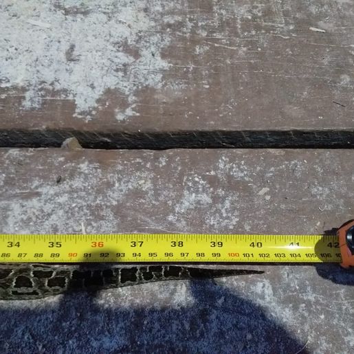 Agricultor de Iporã do Oeste encontra espécie de serpente mais venenosa na região