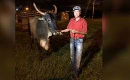Dono recupera boi de estimação que havia sido furtado: 'Quase vira churrasco'