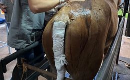 Curso de Medicina Veterinária da Uceff inova no implante de pele de Tilápia em Equino