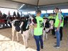 Julgamento de bovinos marca penúltimo dia da 10ª FAIC, em Iporã do Oeste