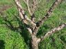 Inverno com pouca incidência de frio prejudica a produção de frutas