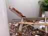 Parede de casa em demolição desaba e idoso fica ferido em São Miguel do Oeste 