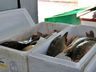 Feira do Peixe acontece nesta quarta e quinta-feira em SMO