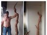Casal colhe mandioca com mais de dois metros de altura