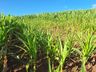 Epagri inicia levantamento das perdas causadas pela estiagem no Extremo Oeste
