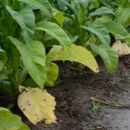 Excesso de umidade causa perdas de folhas de tabaco nas lavouras
