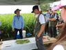 Epagri de Iporã do Oeste realiza Dia de Campo sobre nova variedade de pastagem