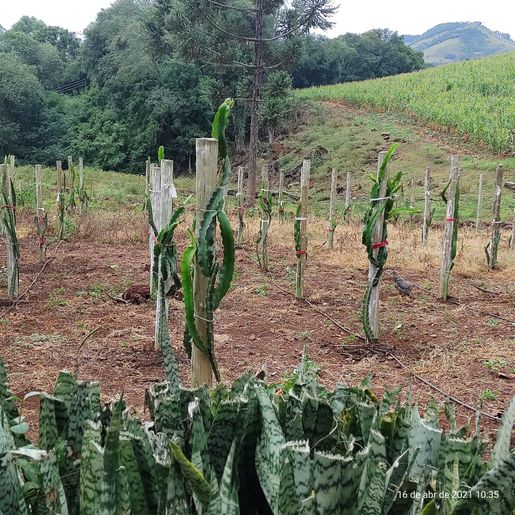Aluno egresso da Casa Familiar Rural tem projeto aprovado em Feira Nacional e avança de etapa
