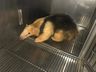 Polícia Ambiental captura animal silvestre que teria sido atacado por cães