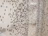 Dengue faz 4.500 vítimas em seis meses e bate recorde histórico no Brasil