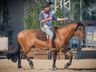 Cavalo Crioulo de Campo Erê está entre os 4 melhores do Brasil