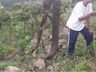 Cascavel é encontrada morta em vinícola de Campestre da Serra no RS