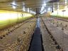 Em meio à pandemia, produtores aproveitam bom momento da avicultura e planejam novos investimentos