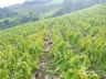 Chuva de granizo causa prejuízos em lavouras da região