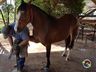 Ferrador de cavalos, uma profissão arriscada e com poucos profissionais 