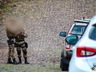 Homem é preso por tráfico de drogas em São Miguel do Oeste