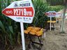 Cooperalfa envolve centenas de agricultores na 3ª Noite de Campo em SJCedro