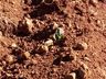 Clima prejudica desenvolvimento da plantação de tabaco na região Oeste catarinense