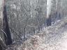 Fogo consome um hectare de reflorestamento em Itapiranga  