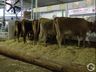 Exposição de gado será destaque na 14ª Efacitus em Tunápolis