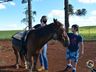 VÍDEO: Relação entre humanos e cavalos traz benefícios para o corpo e mente 