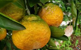 Epagri incentiva produção de frutas na região