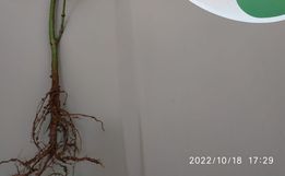 Cão de faro do Canil Setorial encontra pé de maconha plantado em matagal em São Miguel do Oeste