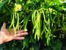 Ex-empresário do ramo frigorífico desempenha atividades com a produção de hortaliças