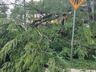 Fortes ventos derrubam árvores e danificam carros em Itapiranga