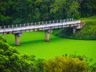 ALFACE D'ÁGUA: análise aponta alterações na água do Rio das Flores
