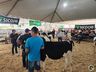 Avaliação de bezerras e novilhas é realizada na 11ª Efrait de Itapiranga