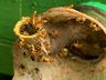 Meliponicultura cresce no Extremo Oeste e atrai produtores para seminário em SMO 