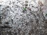 "Talvez terei que acionar o seguro agrícola" relatou agricultora de Palma Sola