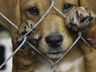 MP: prefeitos têm 60 dias para implantar políticas de controle populacional de animais