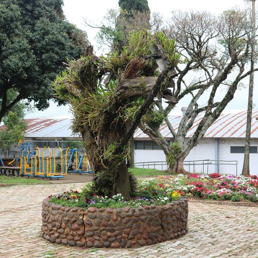 Em Iporã do Oeste, plantio de flores traz novo aspecto visual para a cidade