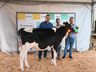 Qualidade genética e potencial leiteiro em destaque no julgamento de gado holandês da ExpoCedro 2025