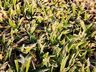 FOTOS: Onda de frio provoca geada em Itapiranga